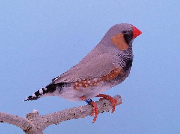 Blackface bleekrug grijs